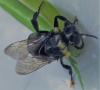 Bombus sp.